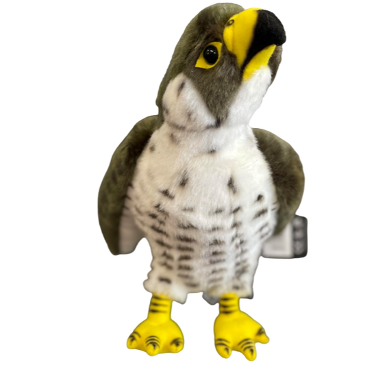 Peregrine Falcon